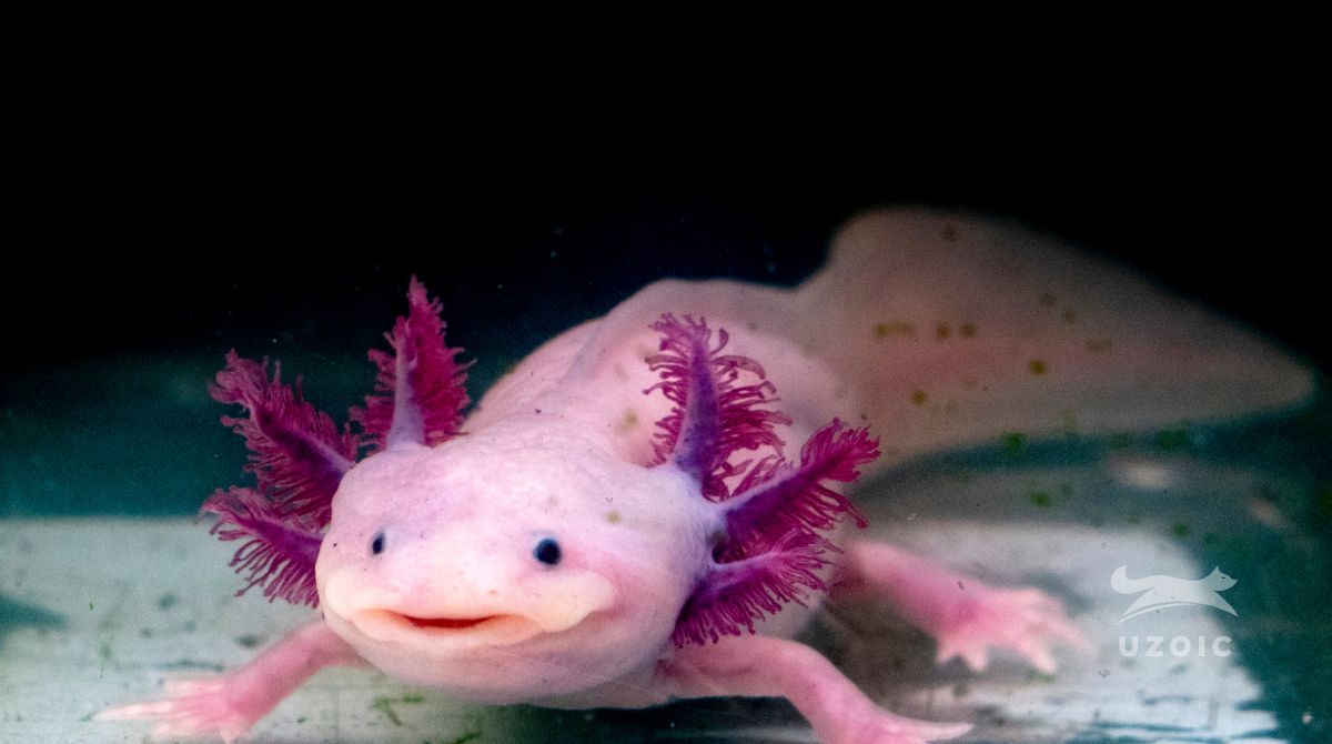 Aquarium Chiller for Axolotl Should you use it