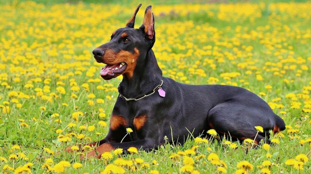 Can A Doberman Live In An Apartment