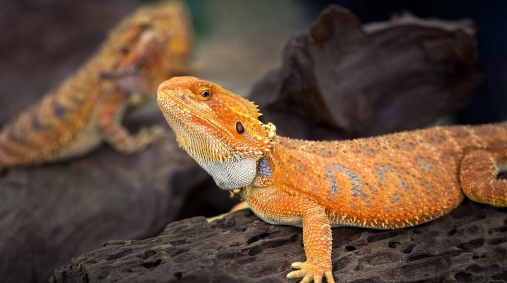 Can Bearded Dragons Eat Clover