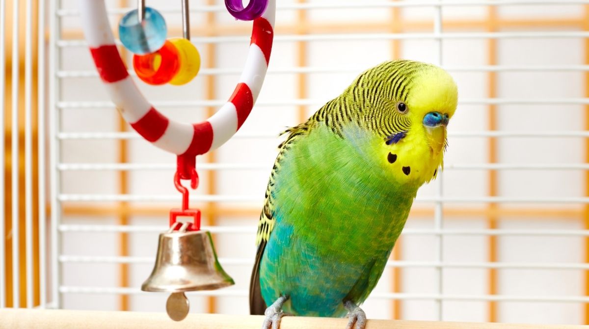 Do Budgies Like Music The Effects of Music on Budgie Behavior