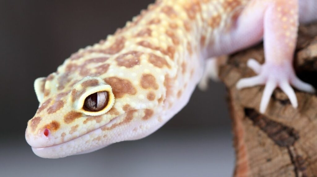 Do Leopard Geckos Need UVB
