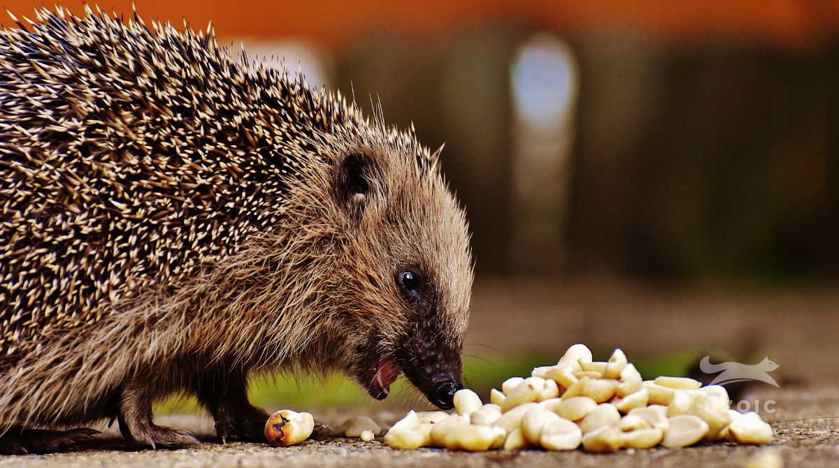 What do Hedgehogs eat