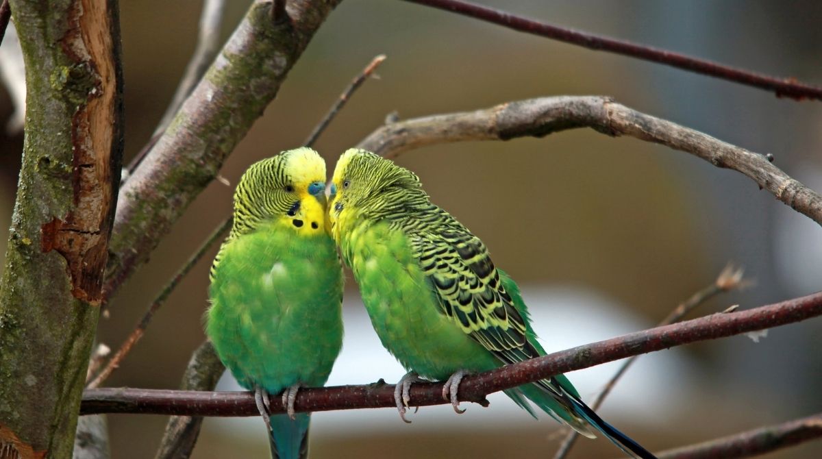 Why Do Budgies Sleep in Strange Positions? uzoic