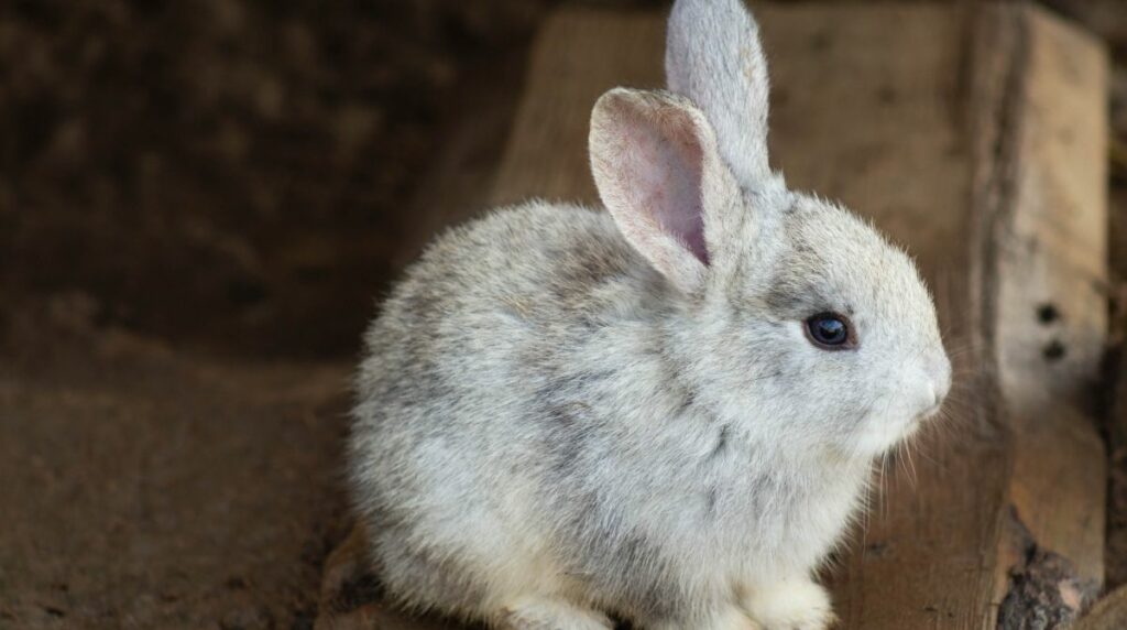 Why Does My Rabbit Follow Me