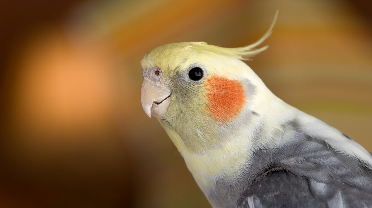 Why Is My Cockatiel Repeatedly Sneezing