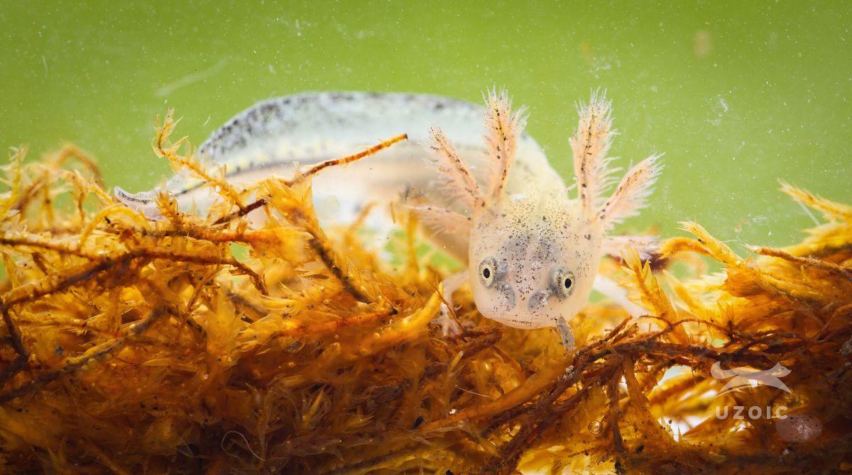Axolotls Gills Turning White Uzoic