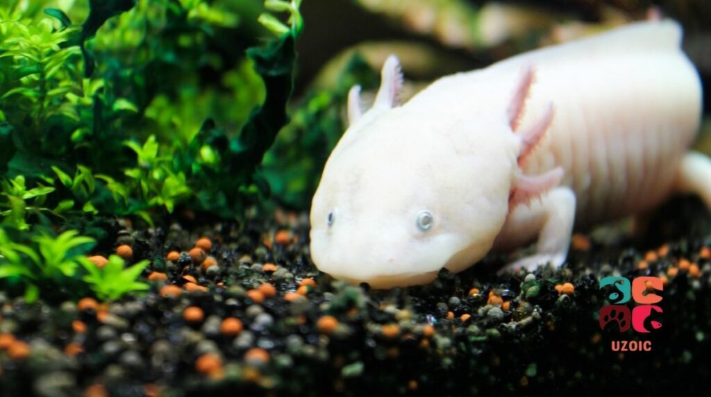 Why Are My Axolotls Gills Turning White? uzoic