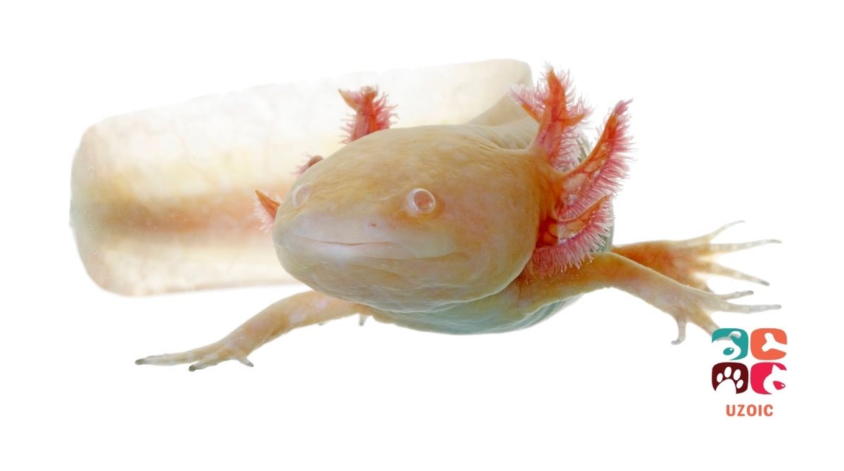 8 Signs Of A Healthy Axolotl