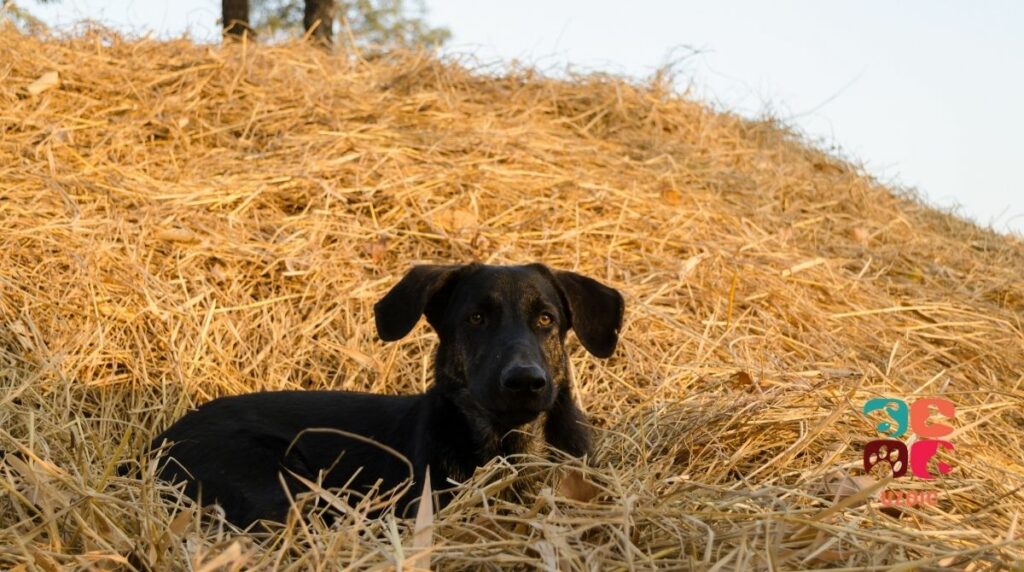 Can Dogs Eat Hay?