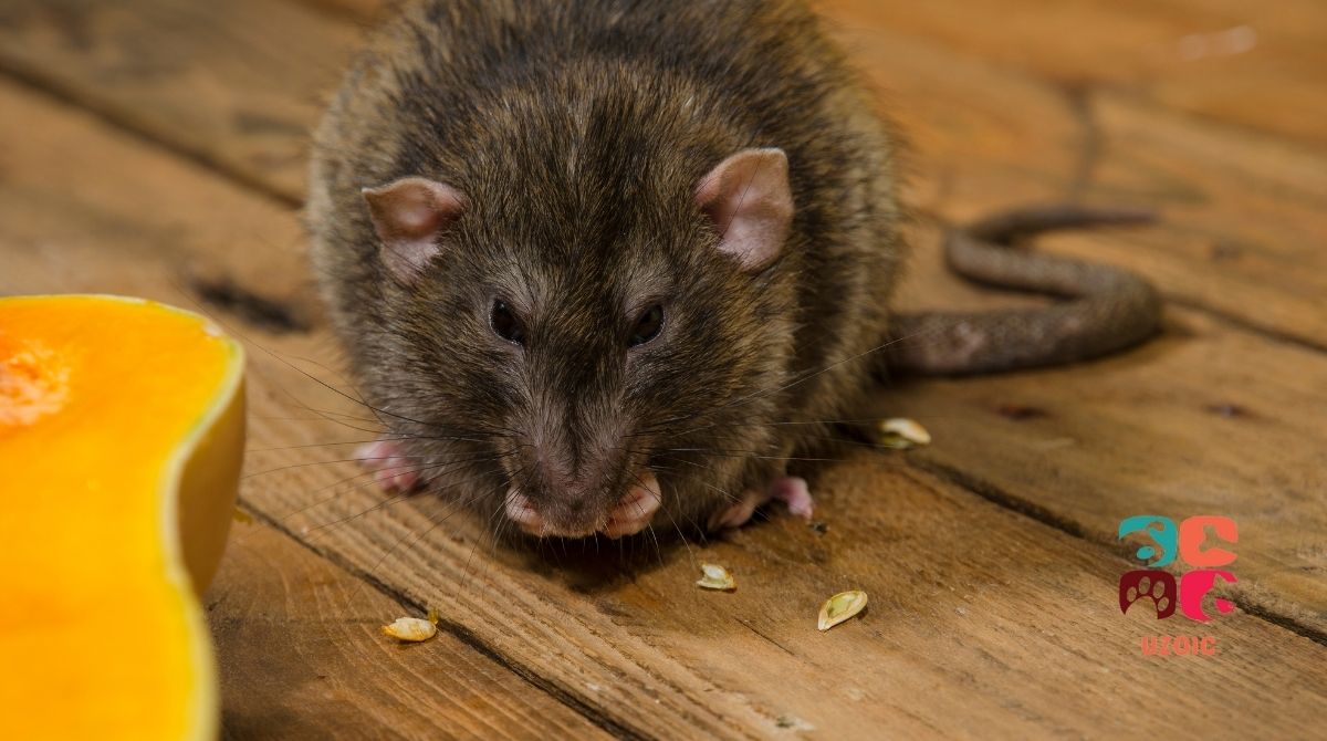 Can Rats Eat Pumpkin Seeds?