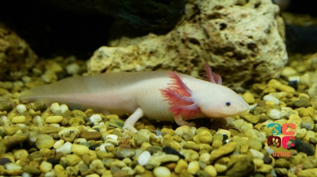 How Do You Treat A Sick Axolotl?