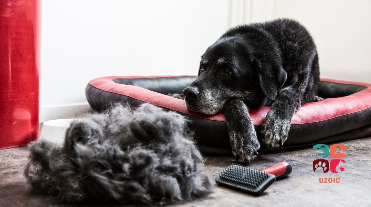 How Long Does It Take For Dog Hair To Grow Back?