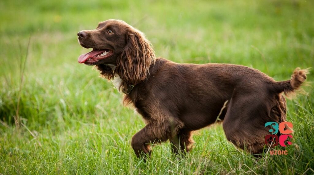 Is A Boykin Spaniel Right For Me?