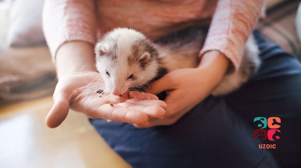 Is Ferretvite Bad for Ferrets