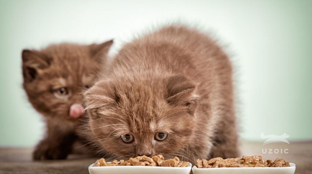 My Cat Is Leaving Food Crumbs What's Wrong? uzoic