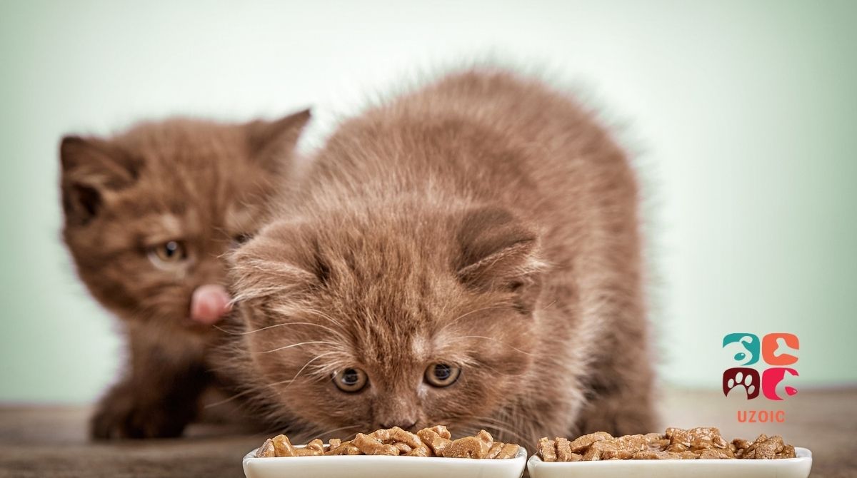 My Cat Is Leaving Food Crumbs What's Wrong? uzoic
