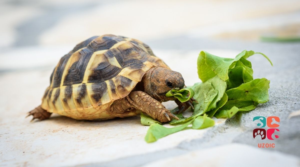 Why Your New Tortoise Is Not Eating: Tips To Get Your Tortoise To Eat 