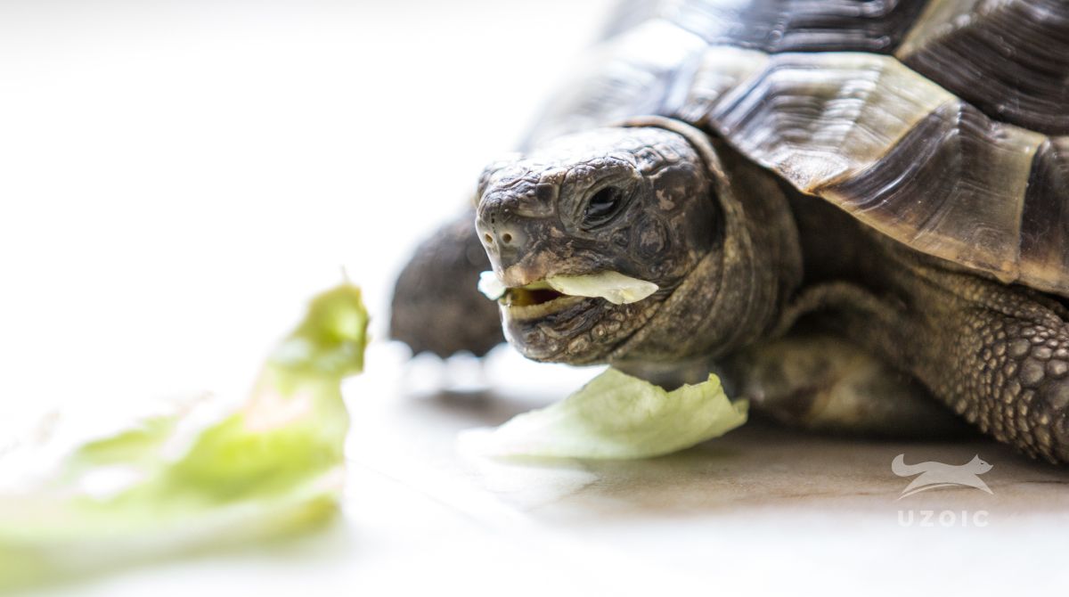 Why Is Your New Tortoise Is Not Eating