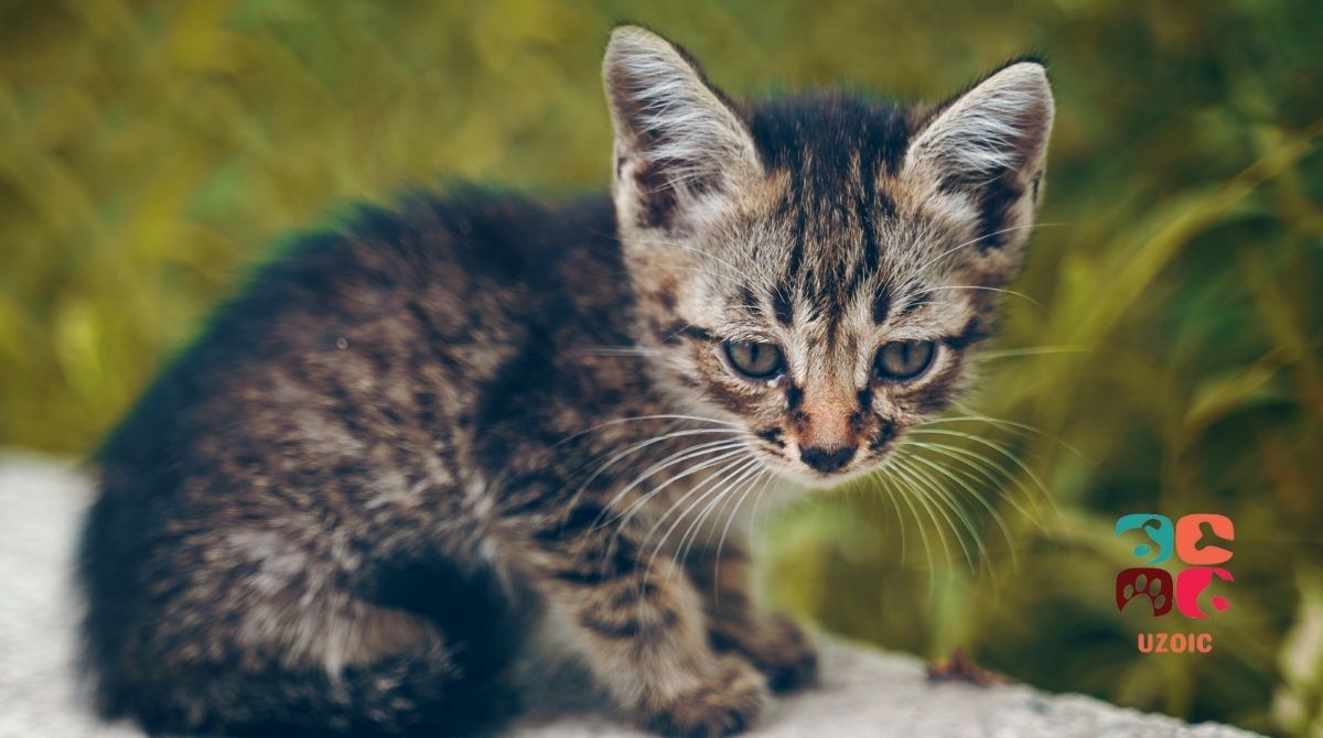 Why Is Your Stray Kitten Not Eating? uzoic