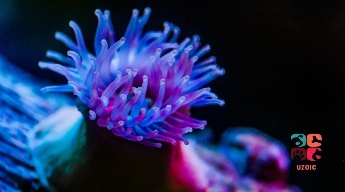 Why Your Anemone Keeps Flipping Upside Down?