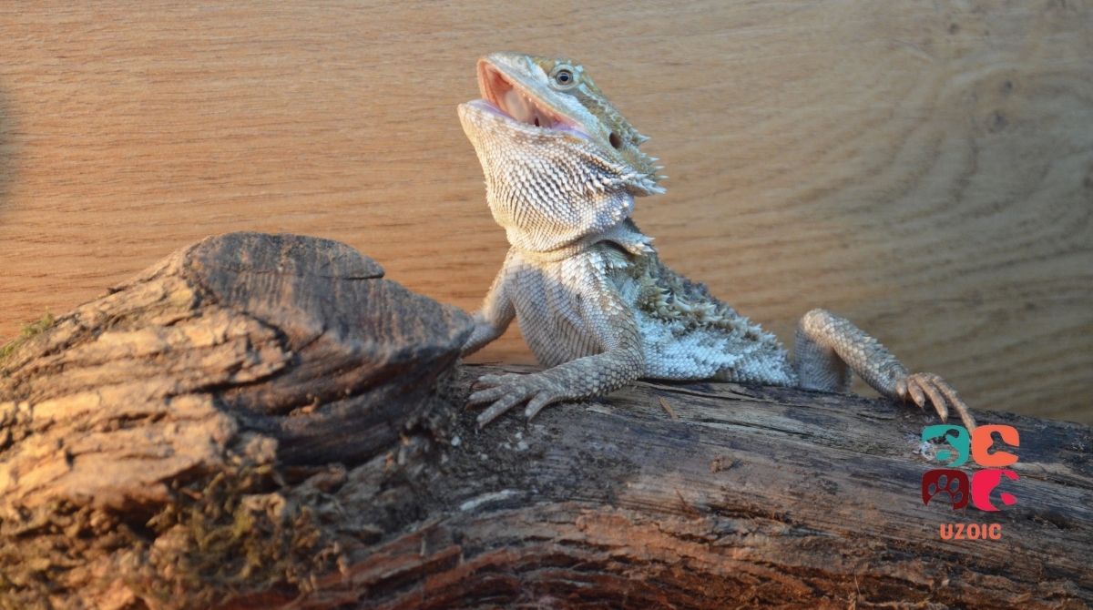 Why Your Bearded Dragon Is Blowing Bubbles