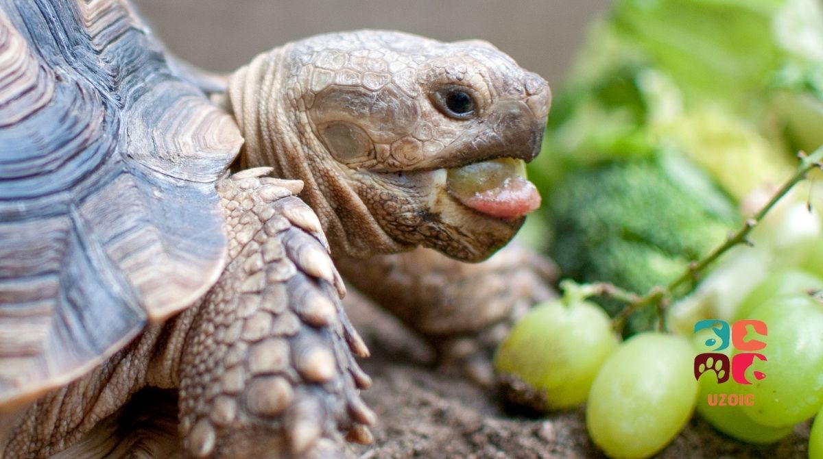 Why Your New Tortoise Is Not Eating Tips to Get Your Tortoise to Eat