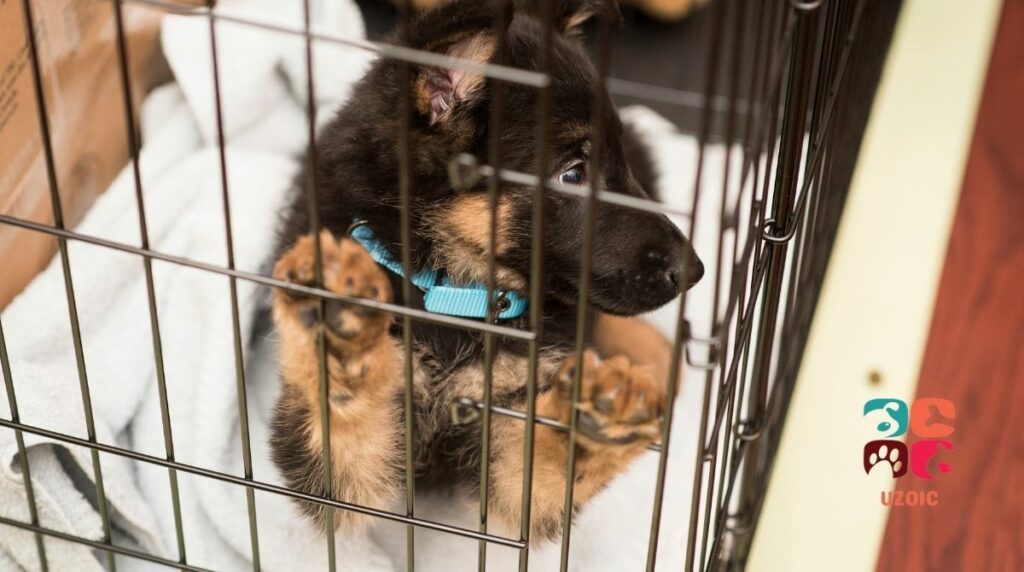 Why Your Puppy Is Licking Its Crate Bars!