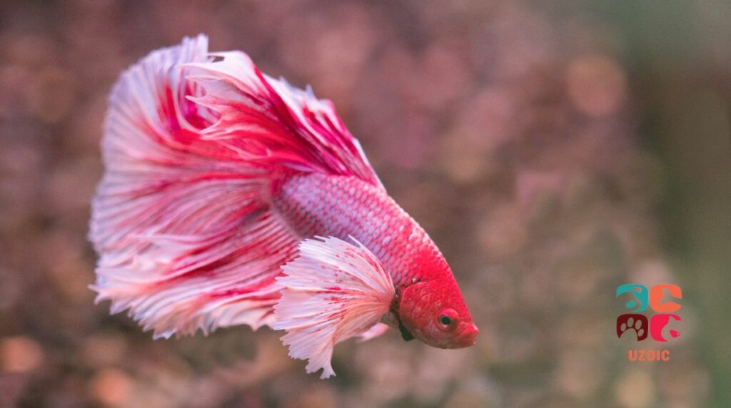 Can Bettas Live In Brackish Water Or Not