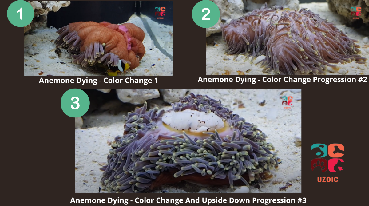 How Can I Tell If My Anemone Is Dying? uzoic