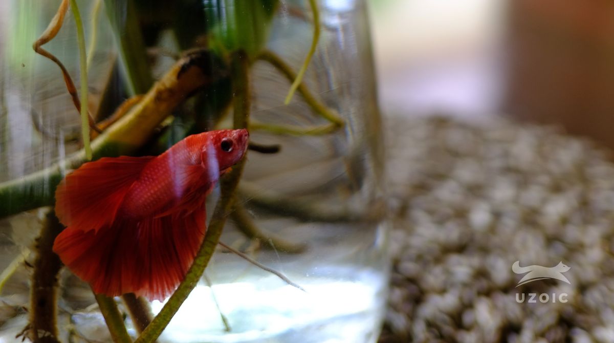 How To Care For A Betta With Clamped Fins!