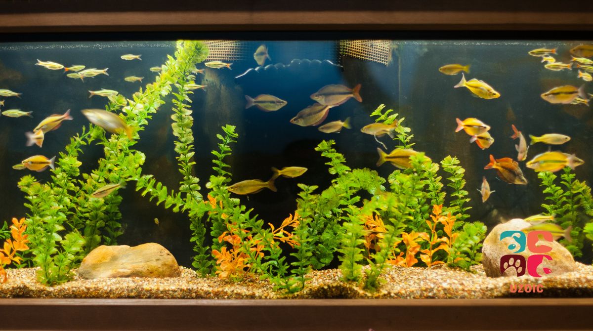 How To Fix Your Fish Tank When Its Slightly Off Level?