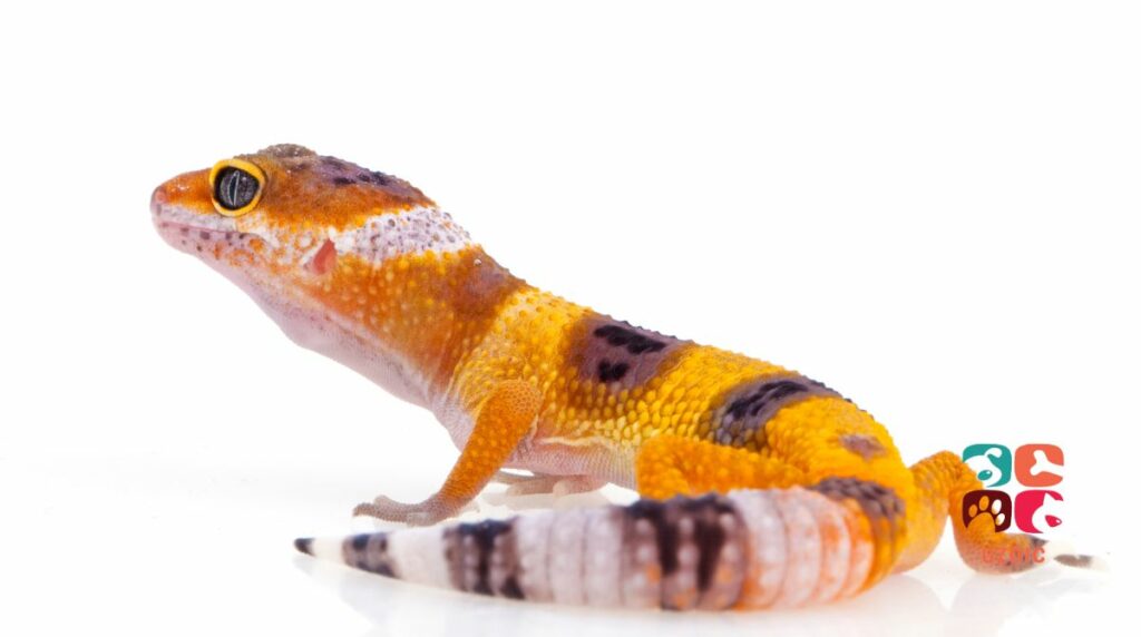 How To Treat Leopard Gecko Tail Rot?