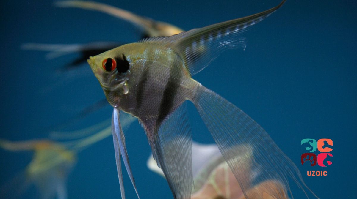 Is It Normal For An Angelfish To Have Red Eyes?