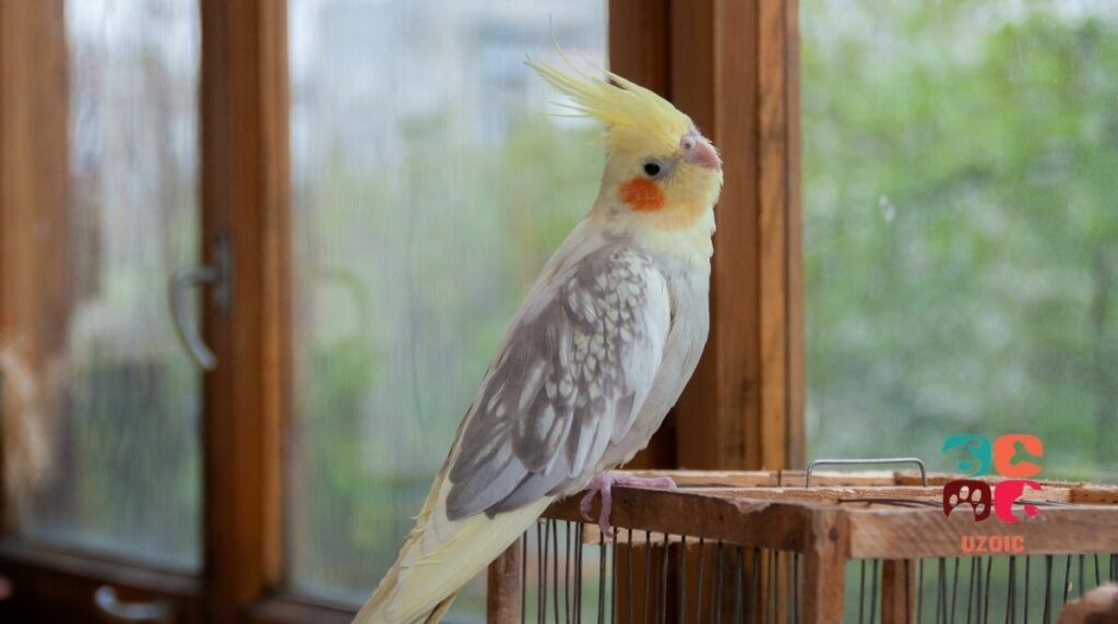 Why Does My Cockatiel's Poop Smells Terrible?