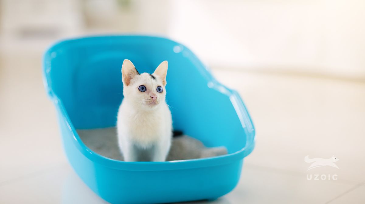 Why Does My Kitten Play In The Litter Box