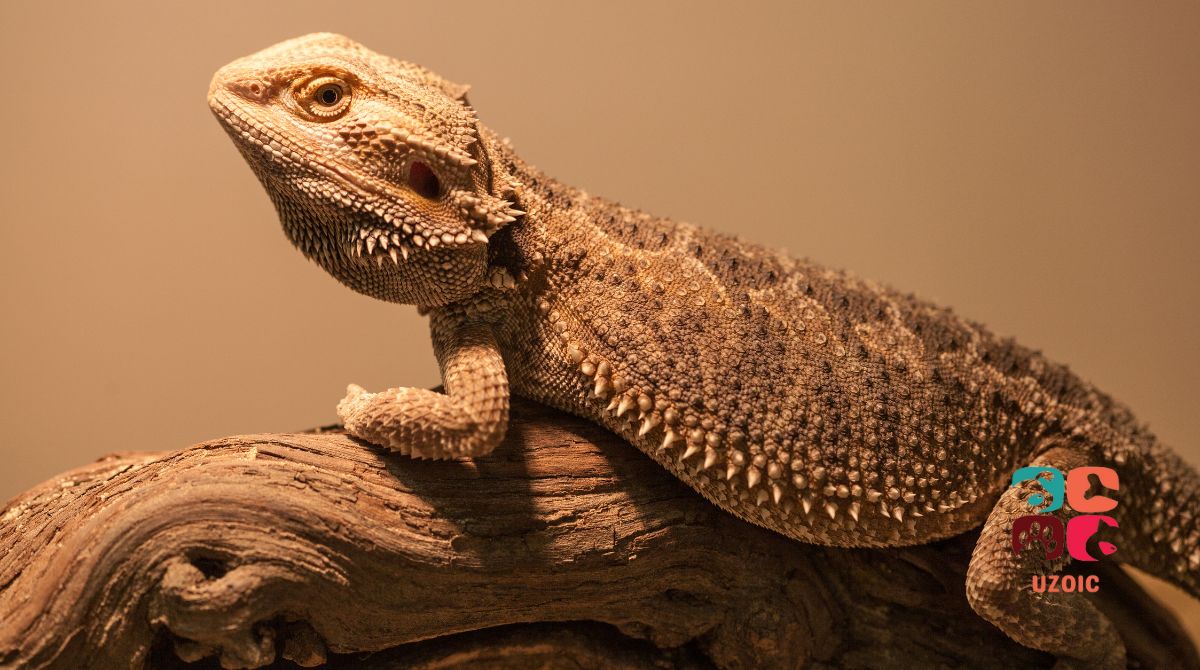 Why Is My Bearded Dragon Walking On Its Wrists?