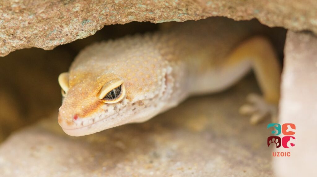 Why Is My Gecko Changing Color?