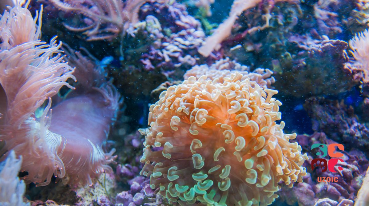 Why Your Coral Won't Open: Causes and Solutions