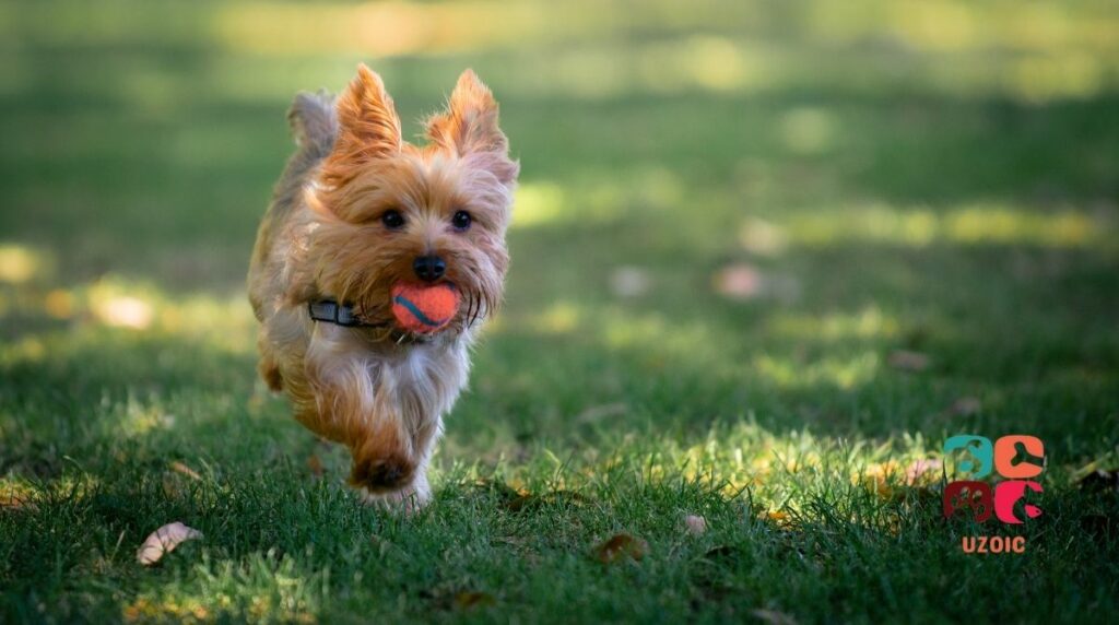 Yorkie Back Leg Problems: What You Need to Know