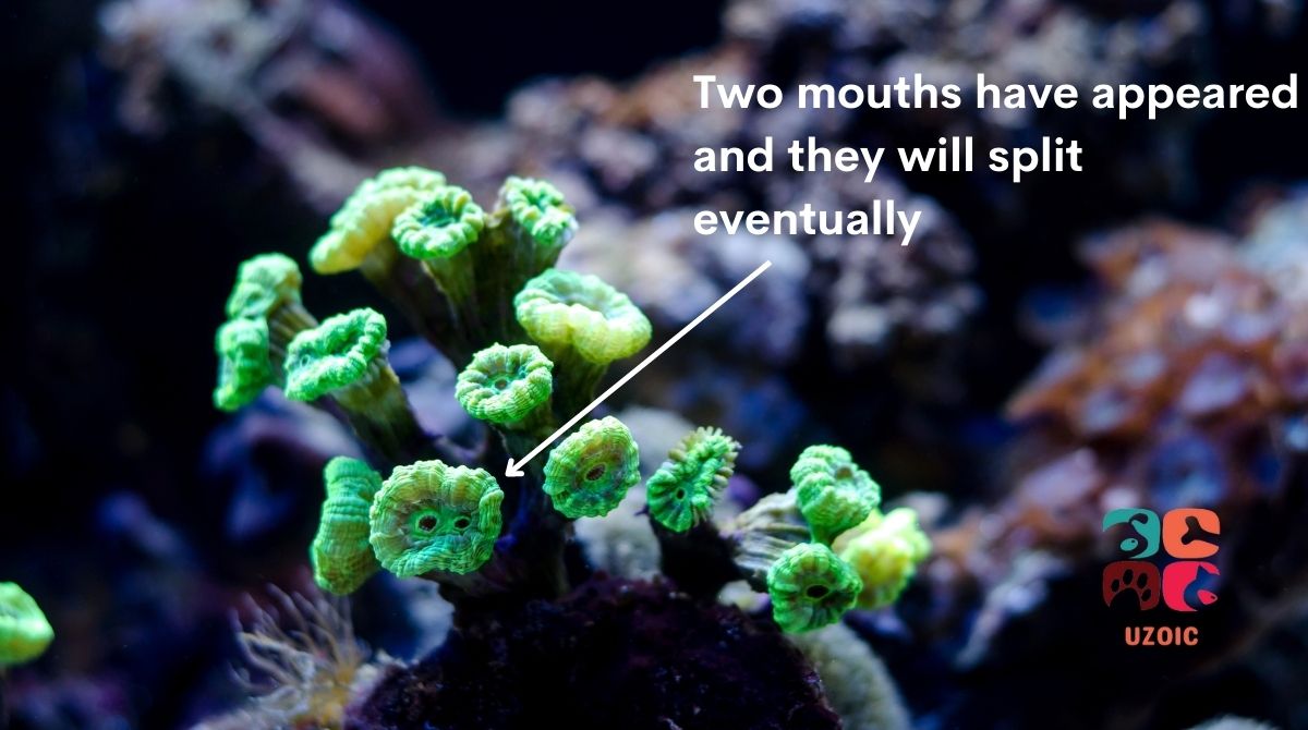 Why Is Your Candy Cane Coral Splitting? uzoic