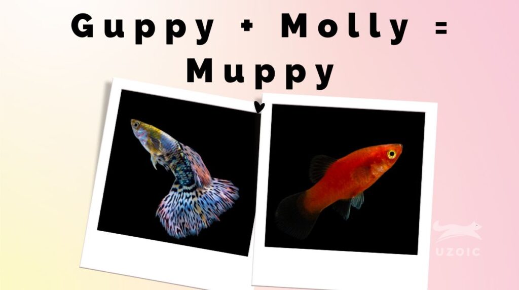 17 Muppy Fish Facts: Guppy Molly Hybrid Fish - uzoic