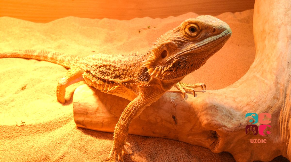 Can Bearded Dragons Throw Up?