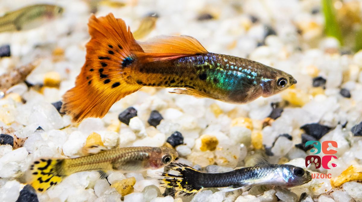 Can Guppies Live In Bowl Or Should You Use A Regular Tank