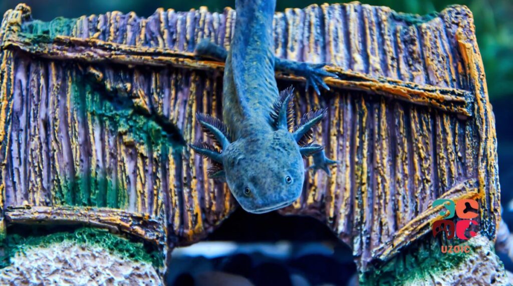 Can You Keep Axolotls Out Of Water?