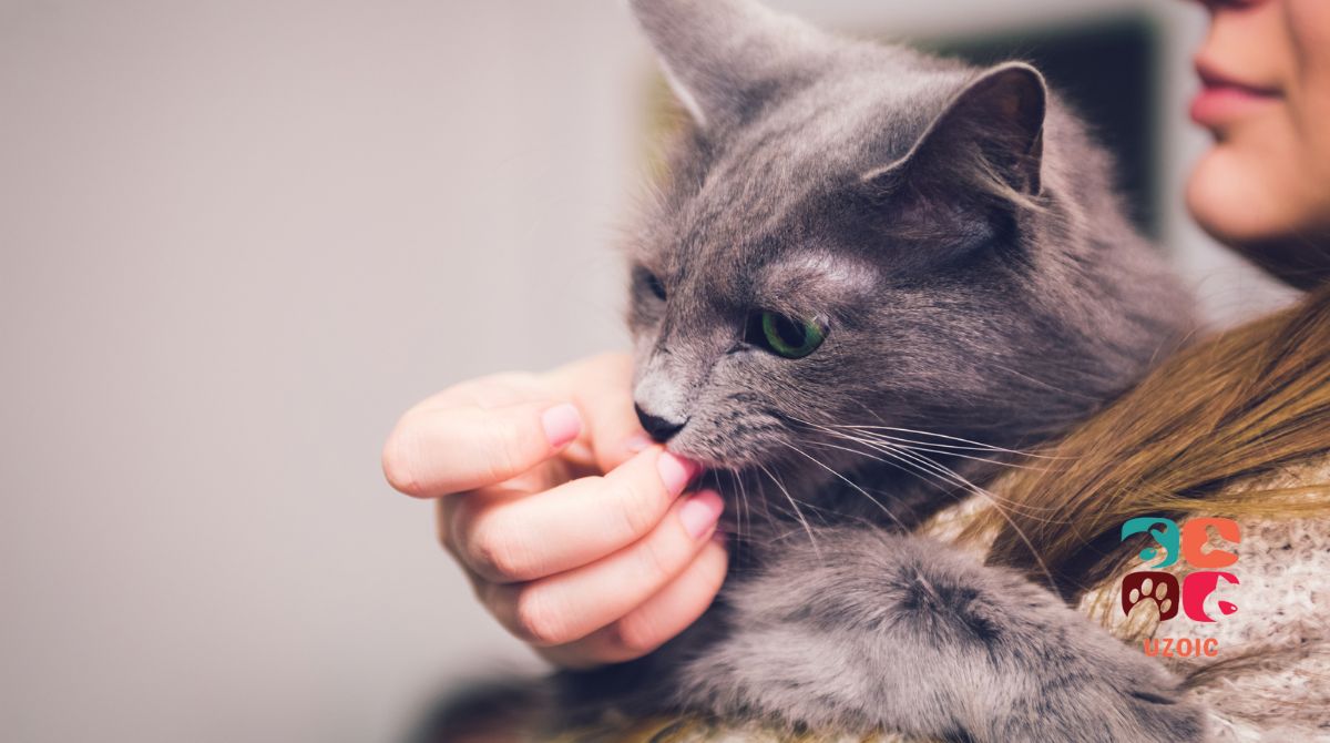 Do Cats Get More Affectionate With Age?