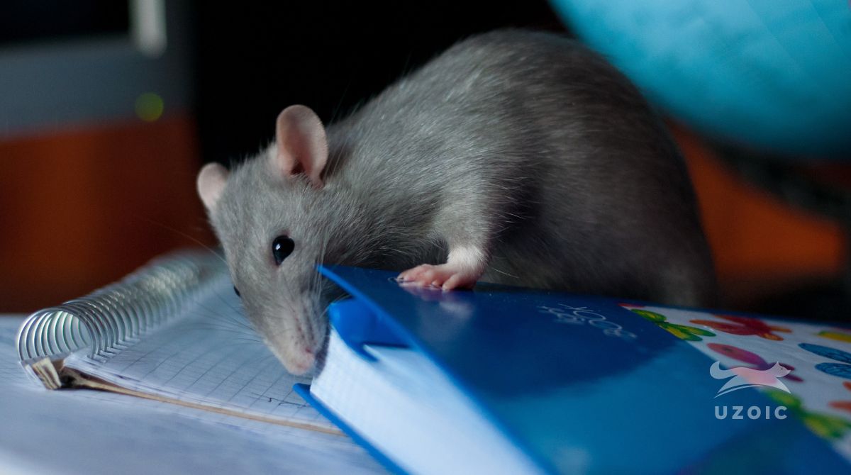 Do Rats Eat Paper