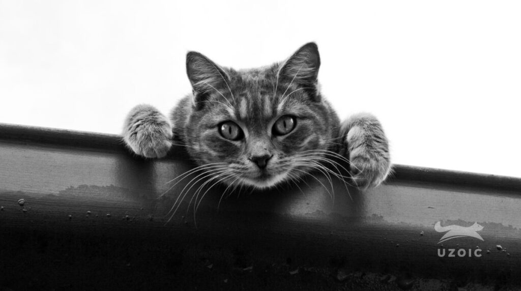 How To Free A Cat Stuck In A Wall uzoic