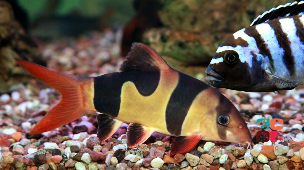 How To Keep Clown Loaches With African Cichlids