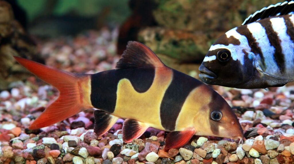 How To Keep Clown Loaches With African Cichlids - uzoic