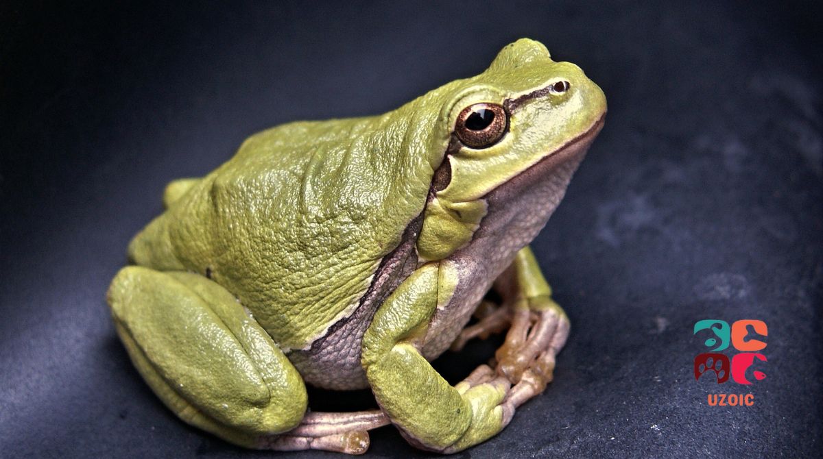 How To Treat A Bloated Tree Frog?